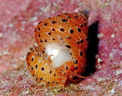 Clanculus margaritarius