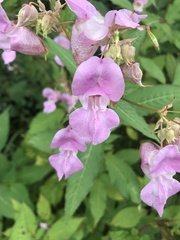 Impatiens glandulifera