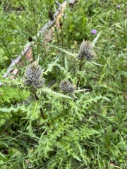 Cirsium osterhoutii