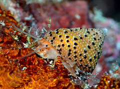 Clanculus margaritarius