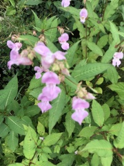 Impatiens glandulifera