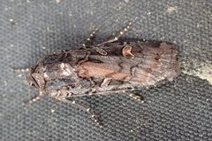 Actebia fennica