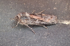 Actebia fennica