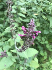 Stachys sylvatica