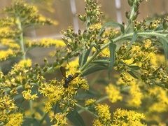 Cerceris