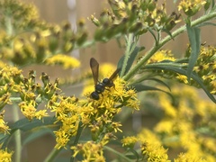 Cerceris