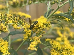 Cerceris