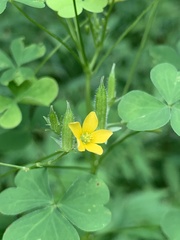 Oxalis grandis