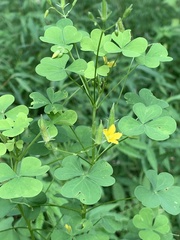 Oxalis grandis