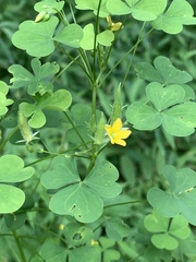 Oxalis grandis