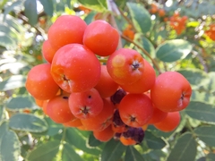 Sorbus aucuparia