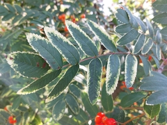 Sorbus aucuparia