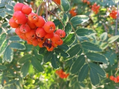 Sorbus aucuparia