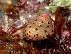 Clanculus margaritarius