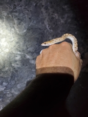 Arizona elegans candida