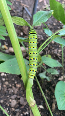 Papilio polyxenes