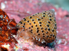 Clanculus margaritarius