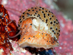 Clanculus margaritarius