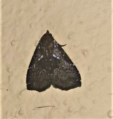 Eulepidotinae
