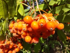Sorbus aucuparia