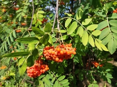 Sorbus aucuparia