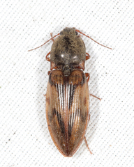 Stropenron hieroglyphica