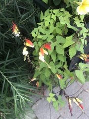 Ipomoea lobata