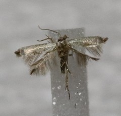 Opostegidae