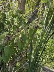Hibiscus lasiocarpos