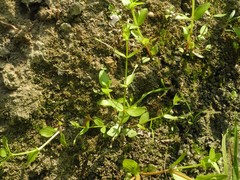 Lindernia procumbens