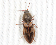 Stropenron hieroglyphica