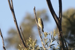 Ptilotula plumula