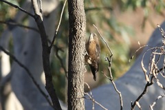 Climacteris melanurus