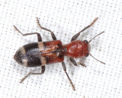 Enoclerus nigrifrons