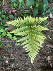 Parapolystichum microsorum