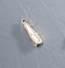 Catoptria mytilella