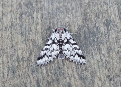 Panthea acronyctoides