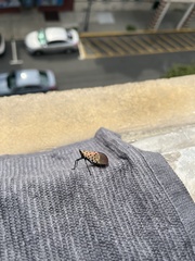 Lycorma delicatula
