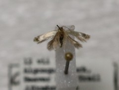 Opostegidae