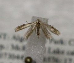 Opostegidae