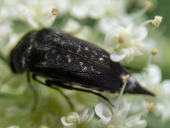 Mordella marginata