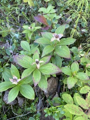 Cornus unalaschkensis