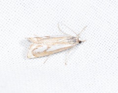 Catoptria mytilella