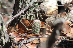 Coryphantha clavata
