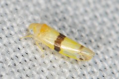 Empoa
