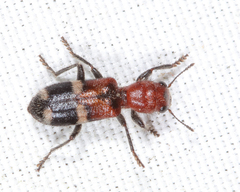 Enoclerus nigrifrons