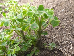 Oxalis tuberosa