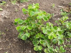 Oxalis tuberosa