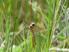 Junonia grisea