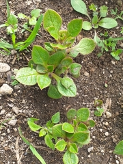 Ullucus tuberosus